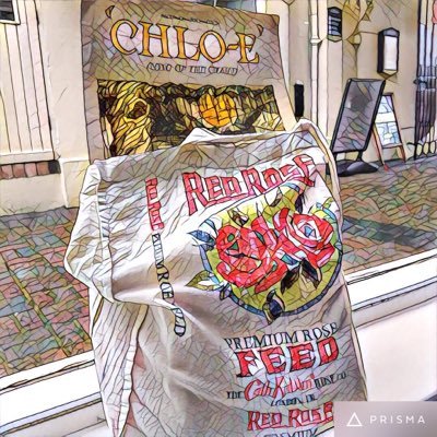 RoseMGiles's profile picture. Prolific use of the f word gets me through the day