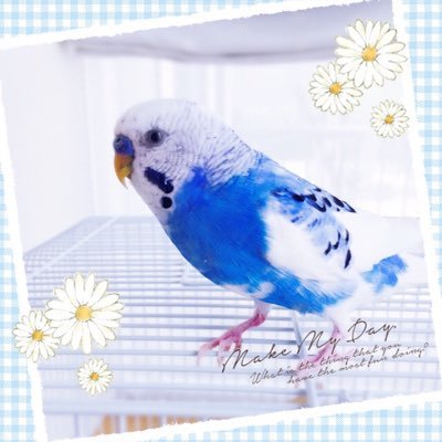 飼っているセキセイインコの可愛い写真をおもにツイートしていきます♡緑色の方がピーちゃんで青色の方がポーちゃんです。最近忙しくてツイッターなかなかできていません。ごめんなさい🙇