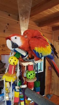 l put most of my time into my birds at Wing Span Parrot Rescue, the other half of my time is spent making safe parrot toys for our feathered friends