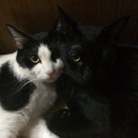 TENSYONAGE (@tensyonage) 's Twitter Profile