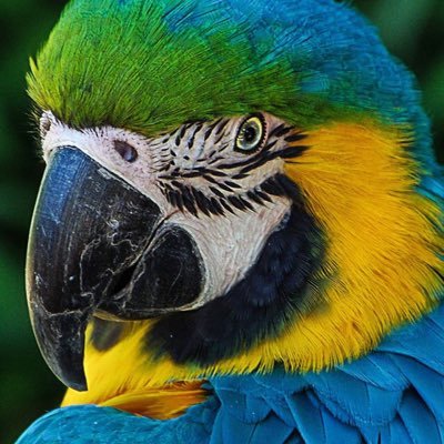 googolstar's profile picture. 