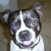 Steve Frerichs (@mypeeeweee) Twitter profile photo