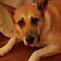 Renee Wheatley (@renee_wheatley) 's Twitter Profile