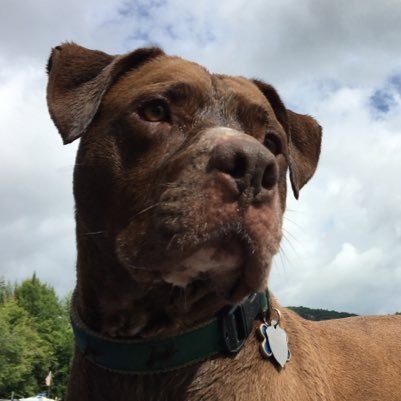 Rescued Pit Bull tweeting about life in the Philly 'burbs & advocating for the rights of pit bulls everywhere #pitbullnation