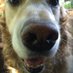 H. Sam (@audogsspokane) Twitter profile photo H. Sam (@audogsspokane) Twitter profile photo