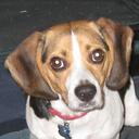 Benjamin - @benjamin_beagle - Twitter