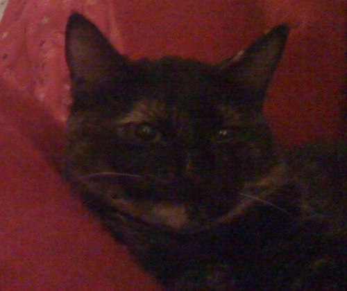 themollycat's profile picture. 