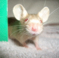 allaboutmice's profile picture. This is a feed of the AAM Blog
