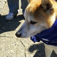 こた・こたろう・こたつ (@stupidandhonest) Twitter profile photo