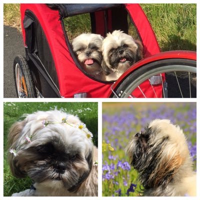 We are Milly & Bree two little Ewok's (aka Shih Tzu's) sharing our adventures as we follow our Mum over land and sea or wherever she may be ❤️