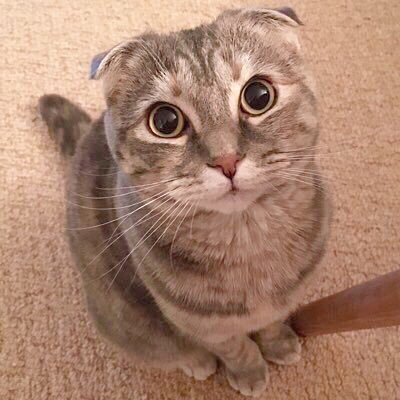 KurlyKaren69's profile picture. Live🌸 Love💖 Laugh😁 Wine🍷Family👨‍👩‍👧 Cat😻Home🏡