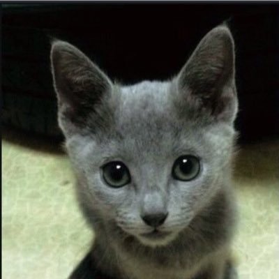 gdm6507's profile picture. 세상만사 궁금한게 많은 평범한 직장인입니다^^ #고양이 #정치 #경제 #과학 #건강 #강아지 #반려동물 #영어 #외국어 #스포츠 #여행 #명언 #인권 #맛집