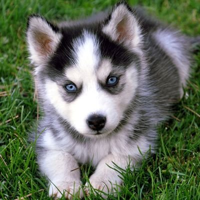 fly_bekah98's profile picture. Roman atwood fan. Husky lover. And life lover!!!