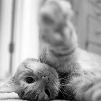 HART90Rescue's profile picture. Homeless Animals Rescue Team is a no-kill animal rescue group that takes in and rehomes stray, abused, and unwanted dogs and cats.