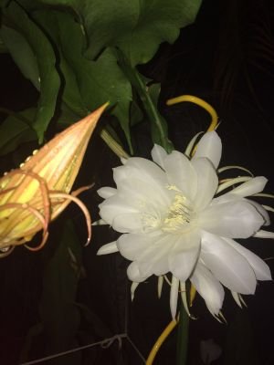 luzmarinarosa's profile picture. Común y corriente. Humanizarme,sensible, vividora, artista.. escultora de mi alma