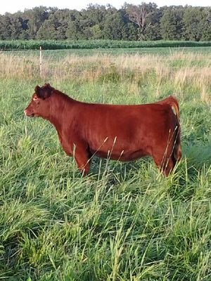 JDP Cattle