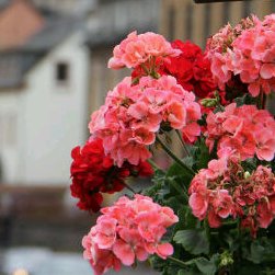 om_saad224's profile picture. اتعابي بعد توقيع العقد والله يوفق الجميع 👍 للتواصل علی الخاص