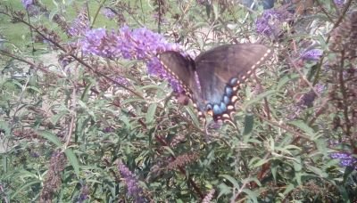 cmbaer67's profile picture. A mom, a wife, a jcpenney associate, a jewelry maker and a bad cook according to my kid.