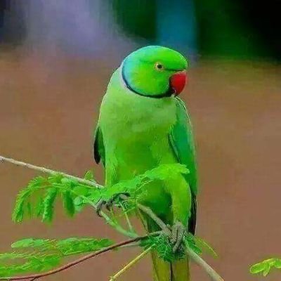 sorif1807's profile picture. Masti