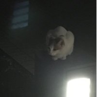 ショマ (@sssshoma1995) 's Twitter Profile