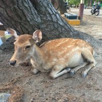 鹿の県の大学生 (@kintetu_senyou2) 's Twitter Profile