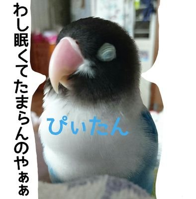 ブルーボタンインコのぴぃたん／2009.3.28にお迎え／2021.7.29虹の橋へ🌈ぴぃたんずっと大好き12年ものたくさんの思い出をありがとう