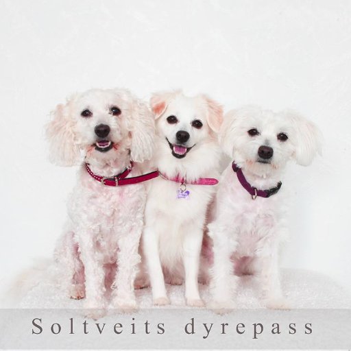 Soltdyrepass's profile picture. Tilbyr pass for ditt kjæledyr for korte perioder eller over lengre tid. Ta kontakt for en hyggelig prat :)