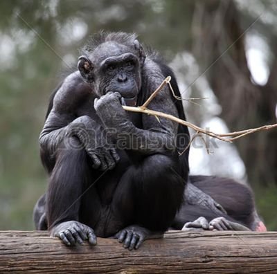 28lobster1's profile picture. animals are good because I got the bonobo pofile pic
bonobo vs chimpanzee