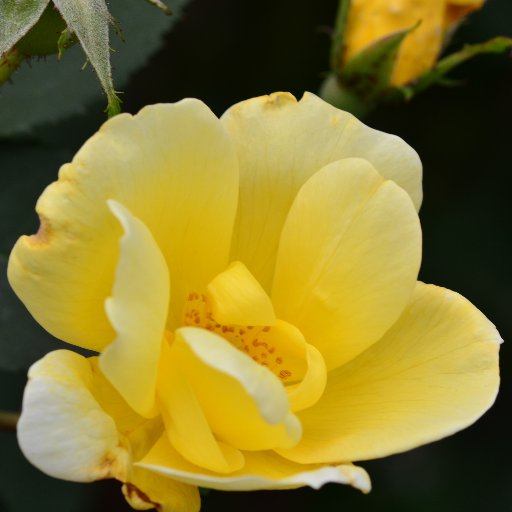 srblendette's profile picture. Romance writer. Chocolate lover. Right brain user. Left-hand doer. Member of RWA, CPRW. Dreaming of living by the ocean.