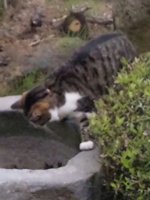 ハル