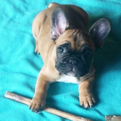 itstacobear's profile picture. Frenchie living the California dream