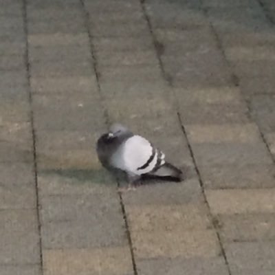 yu_y_nk's profile picture. ギリギリ人間新社会人➪SE？？➪営業マン➪念願叶ってSE