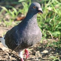 はと (@hato_k2) 's Twitter Profile Photo