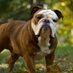 Bulldog Athletics (@bulldogathl) Twitter profile photo Bulldog Athletics (@bulldogathl) Twitter profile photo