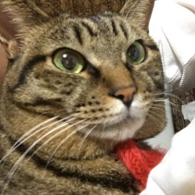 MpGhyu's profile picture. 