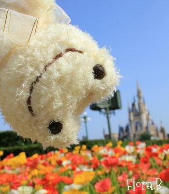 カエルのふろーらと、ぬい撮りコラムニストの「ゆりりーぬ」です✨ブログでは、ぬい撮り（ぬいぐるみさんを主役にした写真撮影）に役立つ記事を発信してます💭日テレnewsエブリー、スッキリ!!等TVやWebメディアのぬい撮り特集にも登場〜🌱ぬい撮りの温かい輪を広めたい💕大阪にて開講予定のぬい撮り講座はコロナで延期中💦