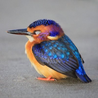 gillwin's profile picture. 洋梨大好き/みなとみらい/∀ガンダム/How To Train Your Dragon/The Penguing of madagascar/Fenec Fox/FF/KH/YouTube/骨/古生物/植物/自然