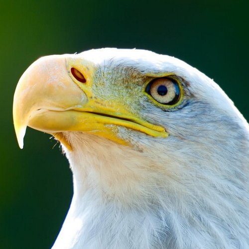 BaldiEagle's profile picture. follow #innovation and #technology