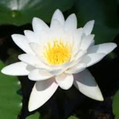 newswatcher2's profile picture. Newswatcher, gardener, and a pond lady. If you have a political news/ commentary podcast, pls let me know.
#TheResistance