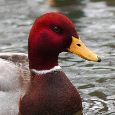 GrosGaming's profile picture. Parasite, mais presque. J'apporte des cookies pour les cons. Servez-vous :)