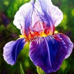 purpleiris18's profile picture. 