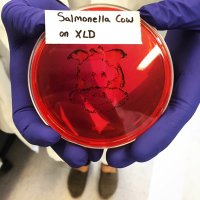 Cornell Food Safety Lab (@cornell_fsl) Twitter profile photo