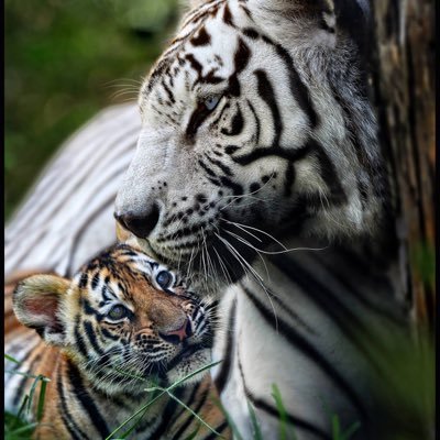 White Bengal Tiger - Creation Kingdom Zoo