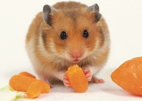 MousingAround's profile picture. I am a mouse.  I live in your house.