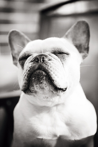 Come join our community, shop in our store and meet other people owned by French Bulldogs.