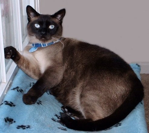 SKSwirsky's profile picture. 