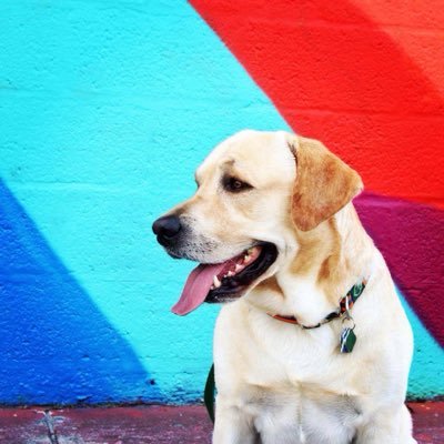 Labrador Retriever • #PetBlogger Tweeting #Dog #Pets #Natural #Organic #Healthy #Food #DogToys CONTACT ⬇️ sawyerthelabrador@gmail.com