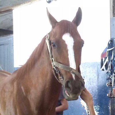 Entrenador de caballos,Hipodromo La rinconada,Caracas Venezuela.