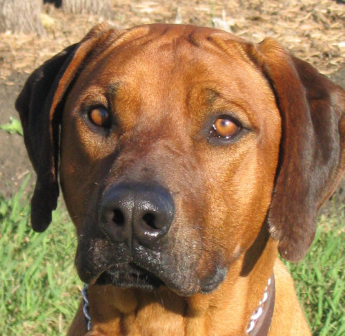 indonesian ridgeback