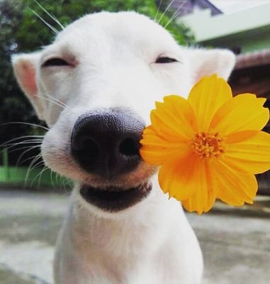 happydogsgt's profile picture. Animal need to be loved and people need to learn about it. 🐶 they have feelings too 💖